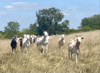The NDSU Extension and UMN Extension webinar will cover grazing management strategies for sheep and goats. (NDSU photo)