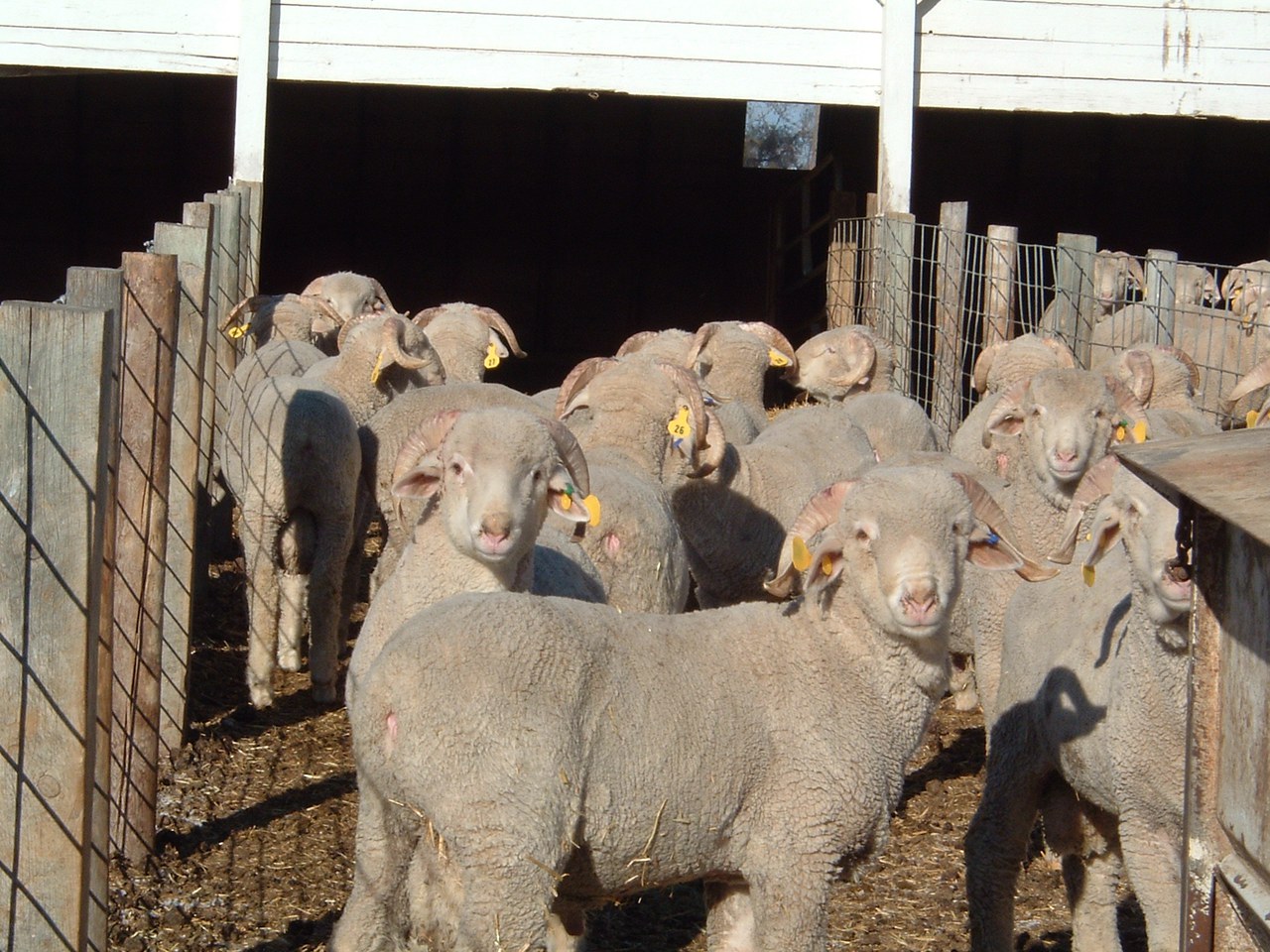 Dakota Ram Test to offer additional testing options for sheep producers ...