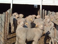 The 2024-2025 Dakota Ram Test is expanding opportunities for producers by adding the option to collect more specific data related to ram growth performance and climate sustainability. (NDSU photo)