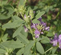 As days grow shorter, alfalfa will begin to translocate sugars from leaves to the roots and crowns to be stored as carbohydrates. (NDSU photo)