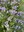 Phacelia, favored by pollinators, is one of many species of cover crops to be highlighted at the cover crop training for agricultural professionals at NDSU Carrington Research Center on Aug. 27. (NDSU photo)