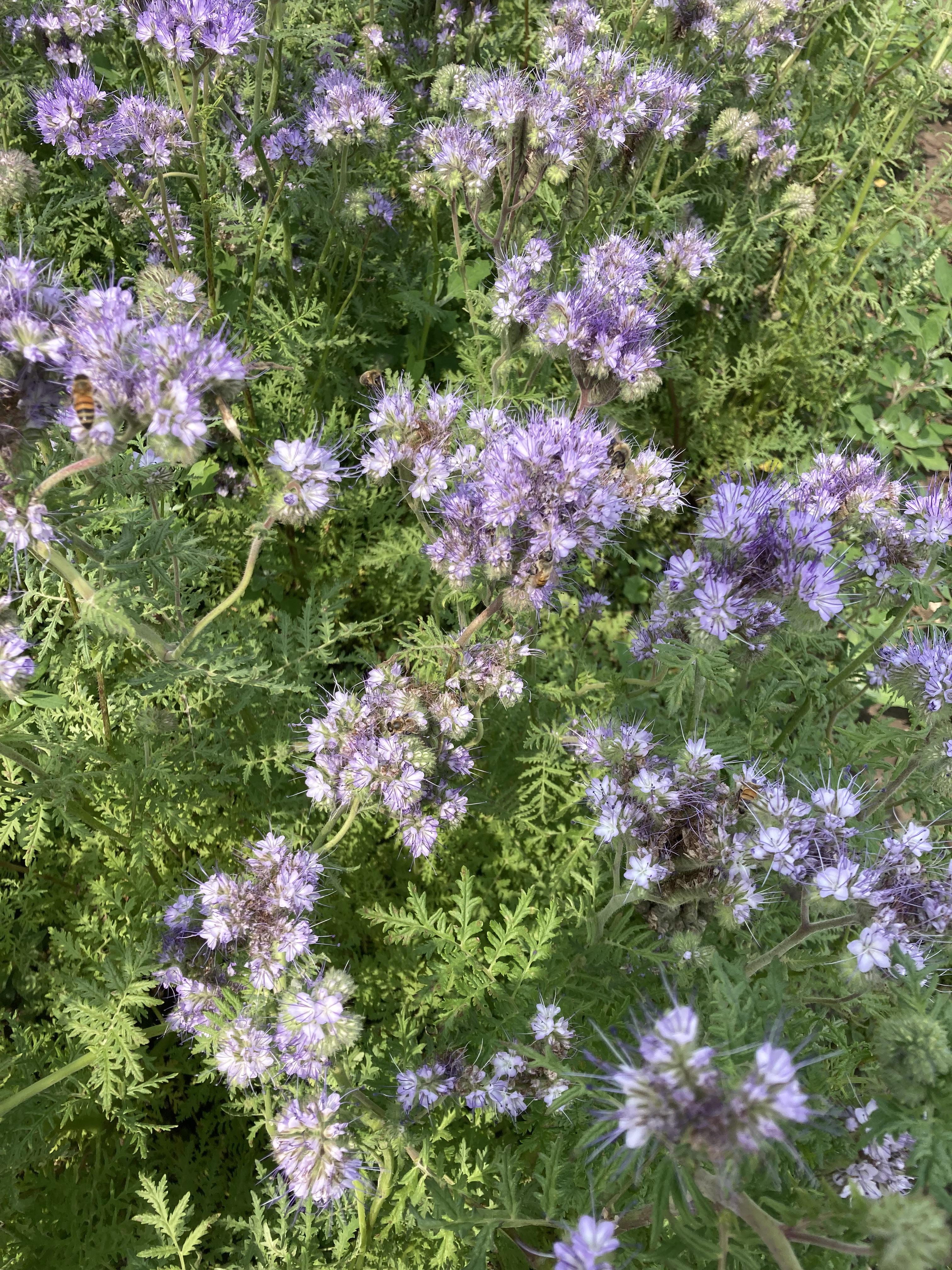 Phacelia, favored by pollinators, is one of many species of cover crops to be highlighted at the cover crop training for agricultural professionals at NDSU Carrington Research Center on Aug. 27. (NDSU photo)