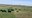 Cover crops, including winter cereals, provide valuable soil health benefits while creating excellent feed for livestock. (NDSU photo)