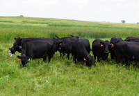 Ranchers interested in adopting precision livestock technologies will hear from NDSU experts on the latest virtual fencing research. (NDSU photo)