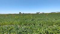 The schools are designed to provide updates on soybean production and soil fertility, and insect pests, weeds and disease management to soybean farmers and crop advisers. (NDSU photo)