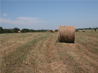 This year, due to good spring moisture, hay harvest was often delayed. This increased plant maturity and lowered nutrient content. (NDSU photo)