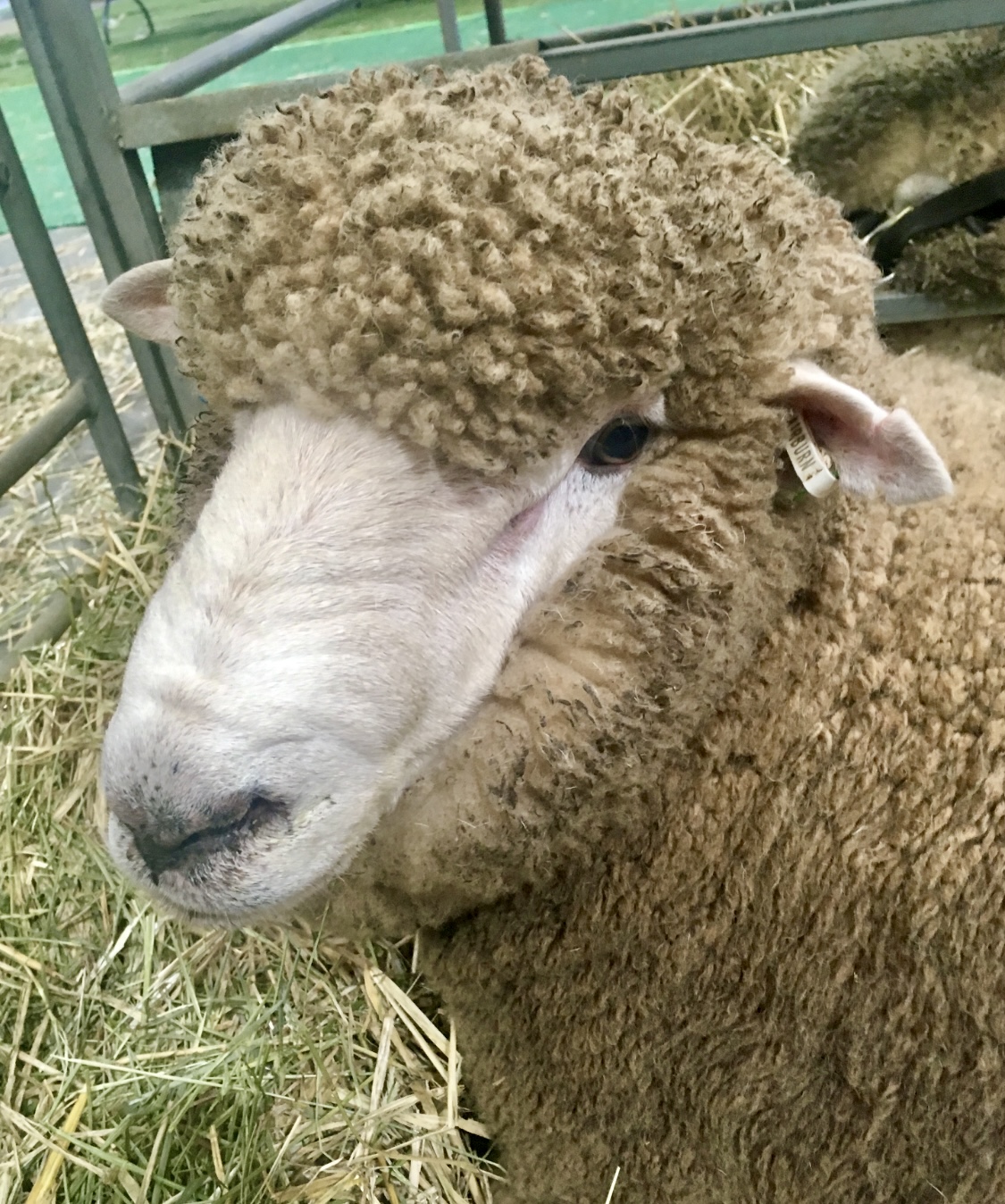 The 2023 North Dakota lamb crop decreased 8% to 44,000 head, year over year. (NDSU photo)