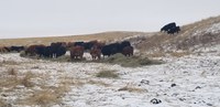 NDSU Extension specialist James Rogers advises ranchers to consider whether winter feed supplies are enough to stretch into spring in case of delayed turnout. (NDSU photo)