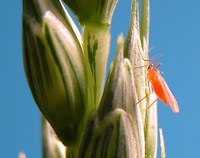 The most critical time to scout spring wheat for adult wheat midge is from heading through the early-flowering stages. (NDSU photo)