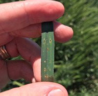 Attendees of NDSU's Crop Pest Identification and Management School will have a better awareness of pest problems in Northern Great Plains crops, and tips on how to identify insects and diseases in the field. (NDSU photo)