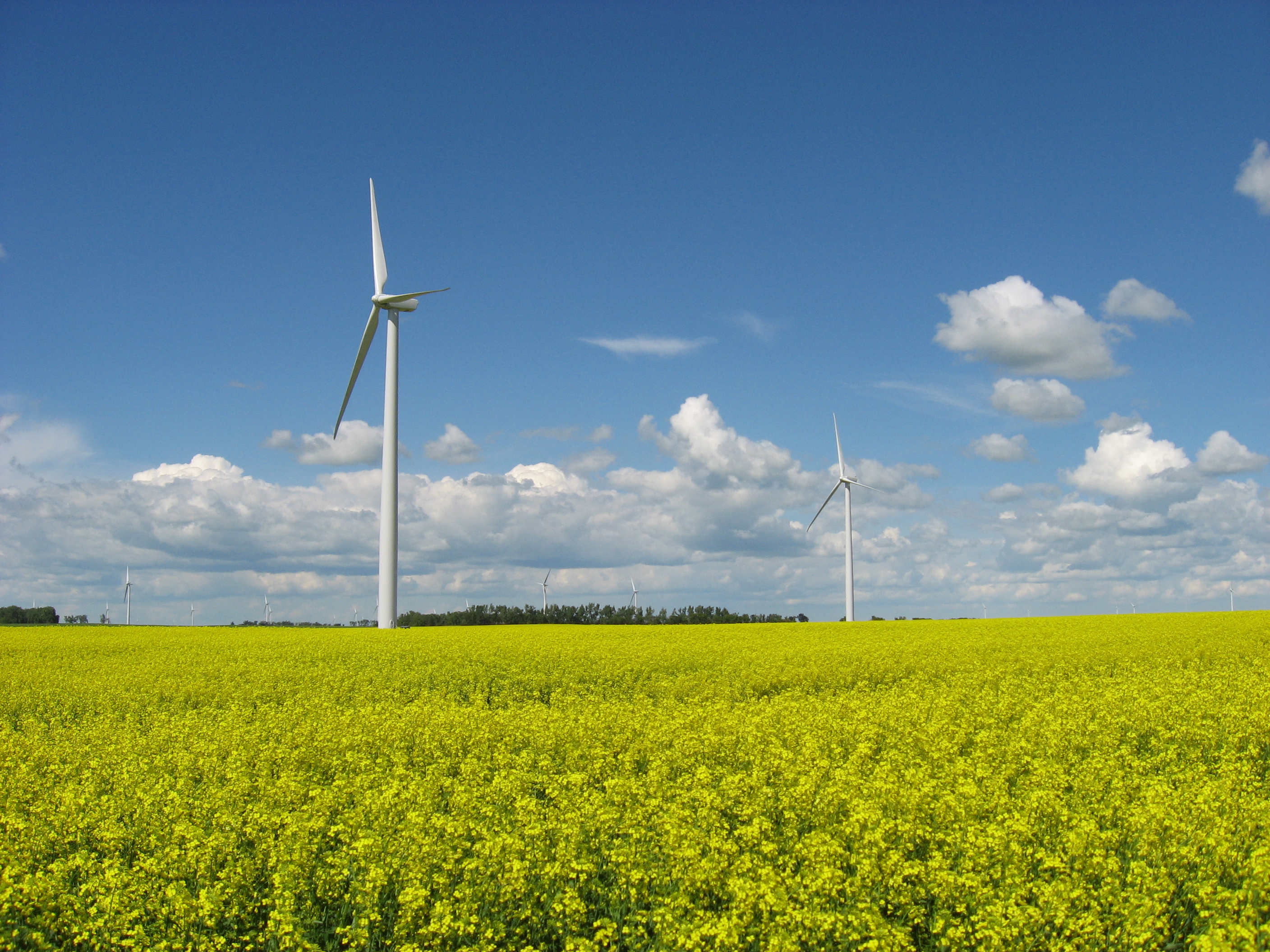 The meeting will focus on the latest research in canola and will help growers and consultants make sustainable and profitable decisions. (NDSU photo)