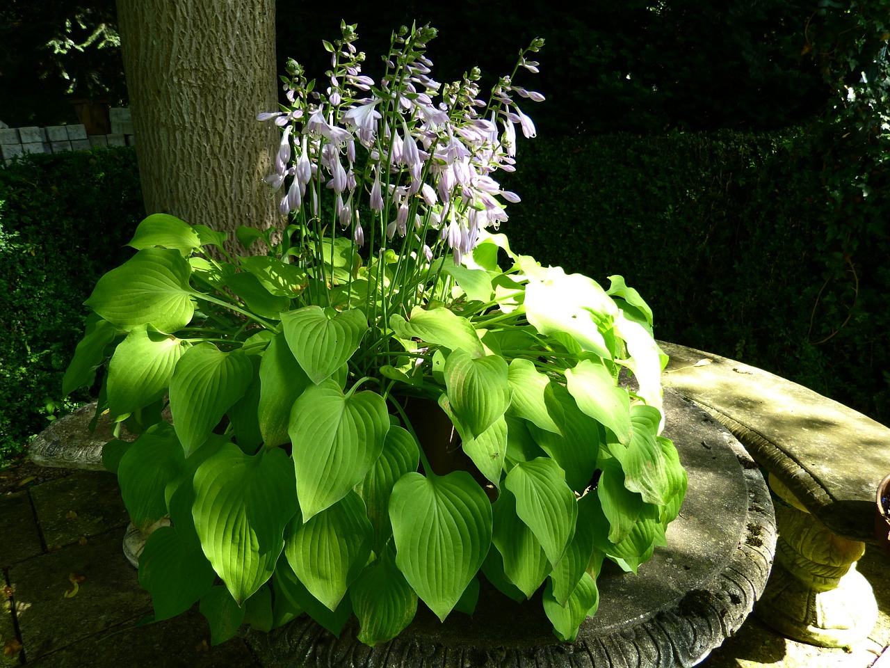 Hostas are a fantastic plant for North Dakota landscapes. (Pixabay photo)