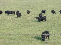 NDSU Extension specialist James Rogers encourages ranchers to assess body condition now while there is still time to add condition prior to calving. (NDSU photo)