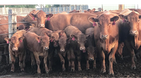 The Dakota Alternative Beef Cow Systems Symposium will provide up-to-date research and information about alternative production practices.