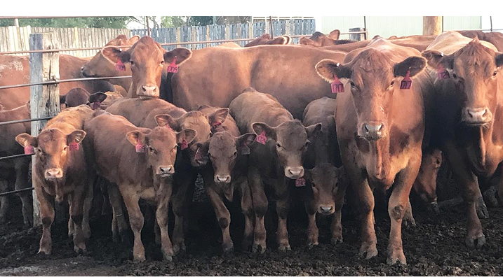 The Dakota Alternative Beef Cow Systems Symposium will provide up-to-date research and information about alternative production practices.