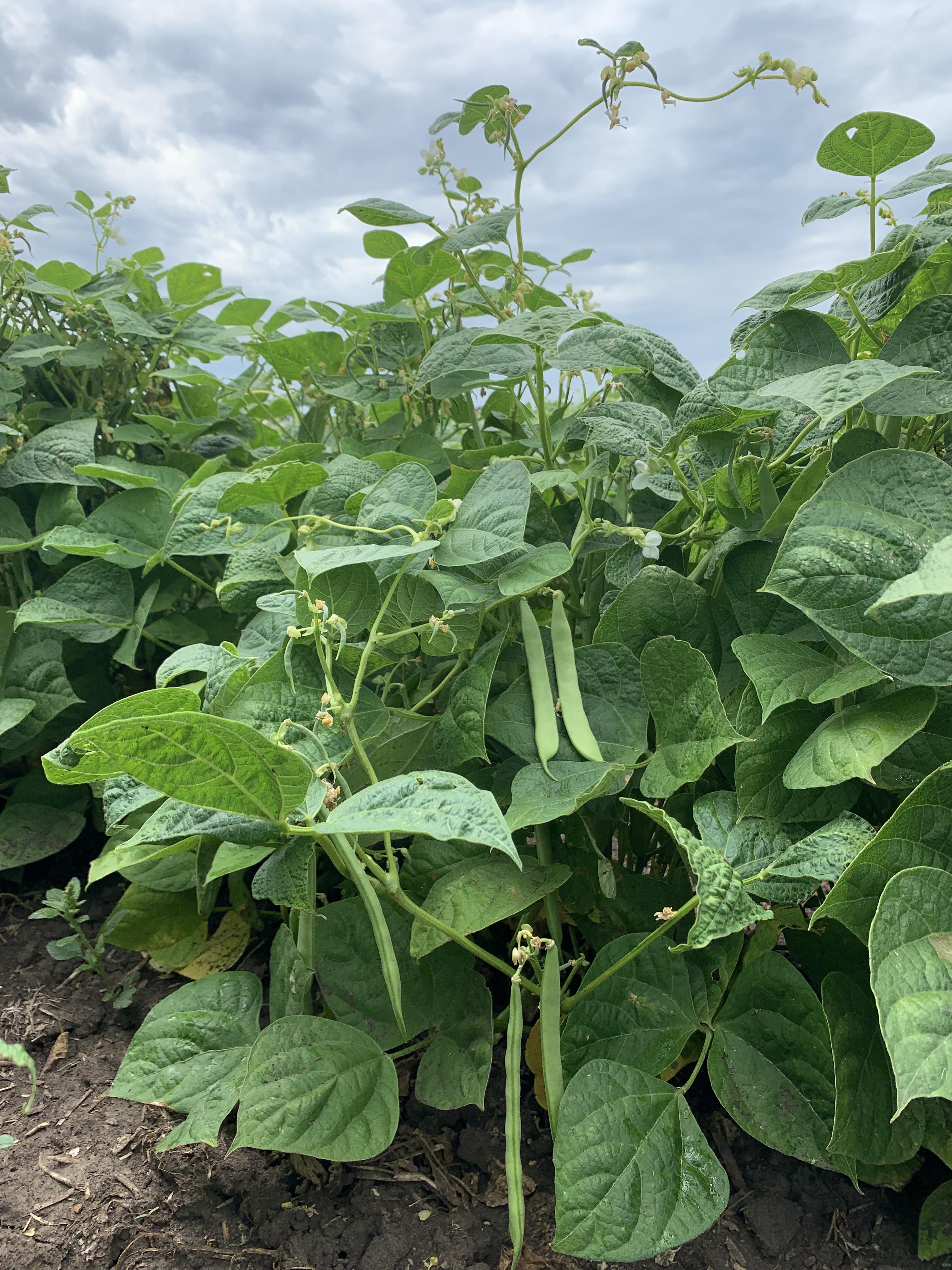 The NDSU Extension Getting It Right in Dry Bean Production webinar will provide research updates and recommendations that can help farmers with production decisions for the 2024 growing season. (NDSU photo)