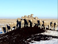 NDSU Extension and UMN Extension will host a webinar on international lamb trade and economics on Feb. 8. (NDSU photo)