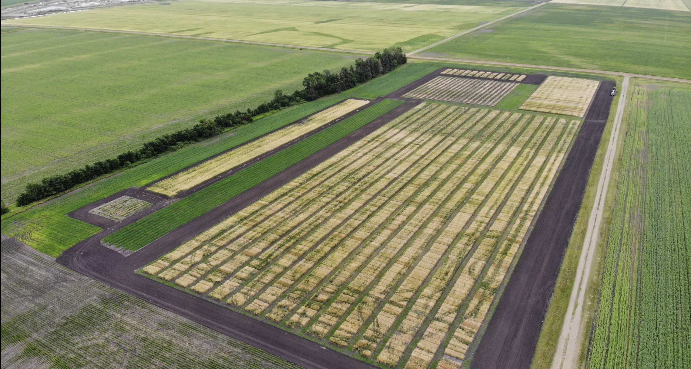 Break out sessions on weed identification, herbicide injury symptoms and insect pest defoliators, will allow attendees to interact with presenters in a smaller group. (NDSU photo)