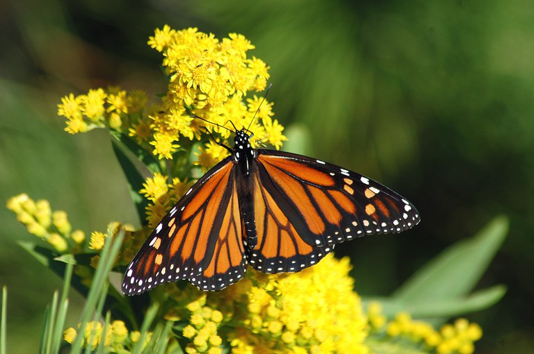 A thriving monarch population is essential for North Dakota agriculture, as butterflies are essential for pollination during the summer. (Pixabay photo)