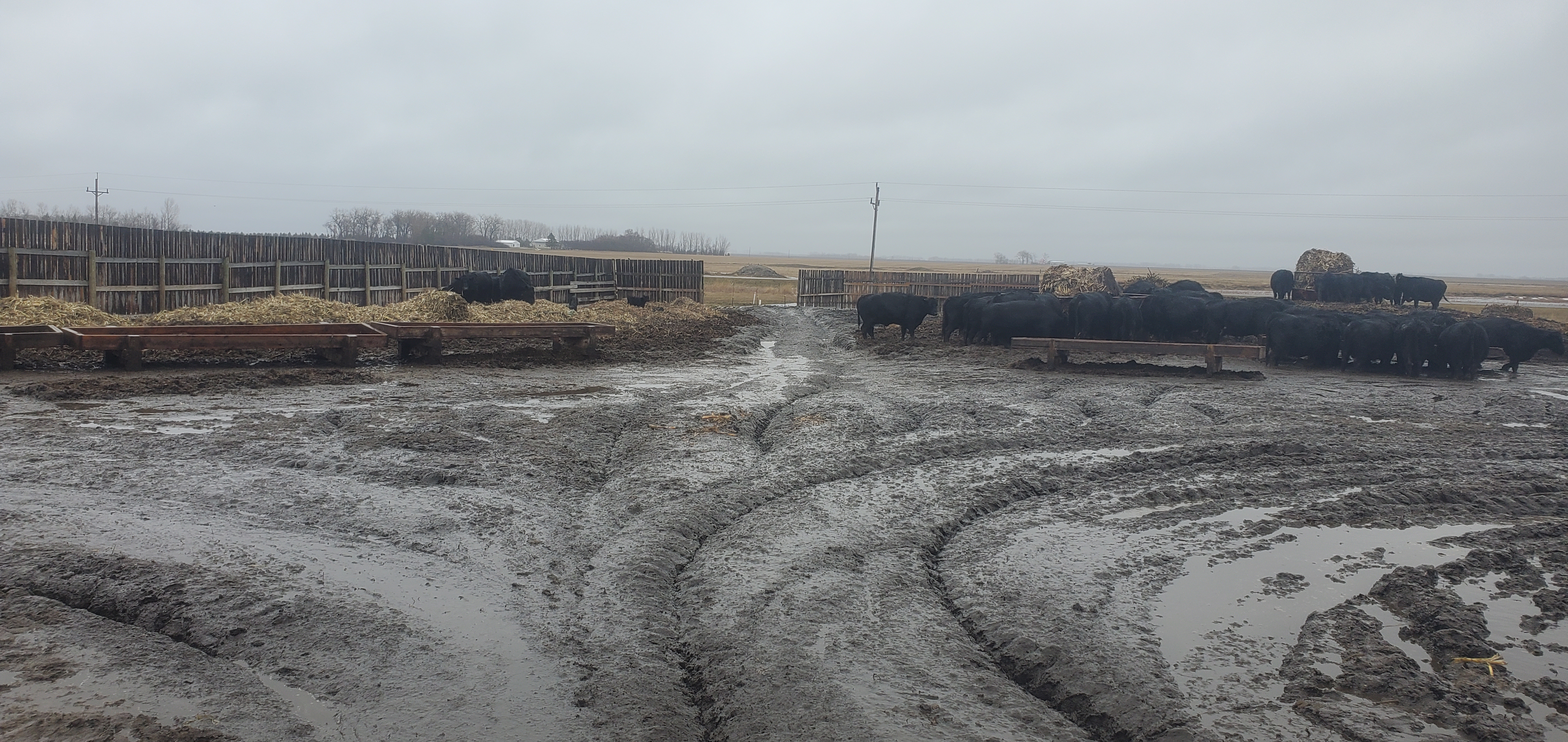 Even a few inches of mud may lead to performance loss and health concerns for cattle. (NDSU photo)