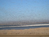 Millions of birds are set to begin migrating this spring and may carry disease that puts domestic birds at risk. (ND Tourism photo)
