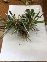 This rye sample shows some browning of the leaves, but other leaves are green, and roots are white and healthy. (NDSU photo)