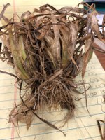 This winter wheat sample shows considerable freeze damage. While the plant may still recover, forage production will be reduced. (NDSU photo)