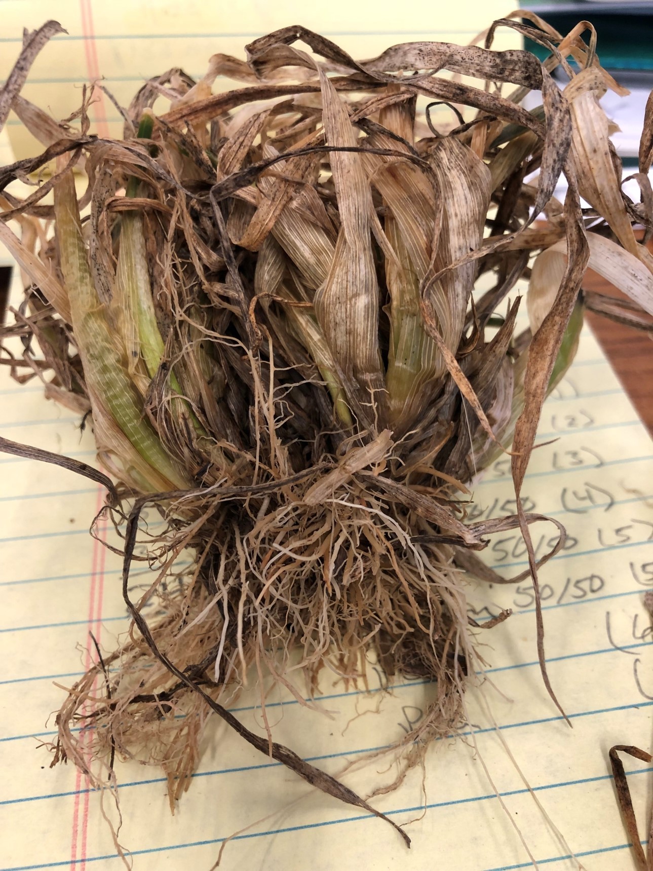 This winter wheat sample shows considerable freeze damage. While the plant may still recover, forage production will be reduced. (NDSU photo)