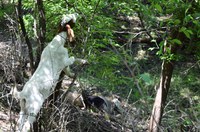 Goat browsing can help control invasive buckthorn. (NDSU photo)