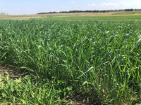 The rapid maturation of winter rye makes the timing of harvest critical to ensure optimum nutrient content for livestock. (NDSU photo)