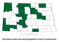 NDSU weed scientists first confirmed resistance to PPO-inhibiting (Group 14) herbicides in kochia in 2022. (NDSU photo)