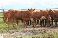 Heifer development and capturing value for genetically superior cows will be among the topics discussed at the workshop. (NDSU photo)