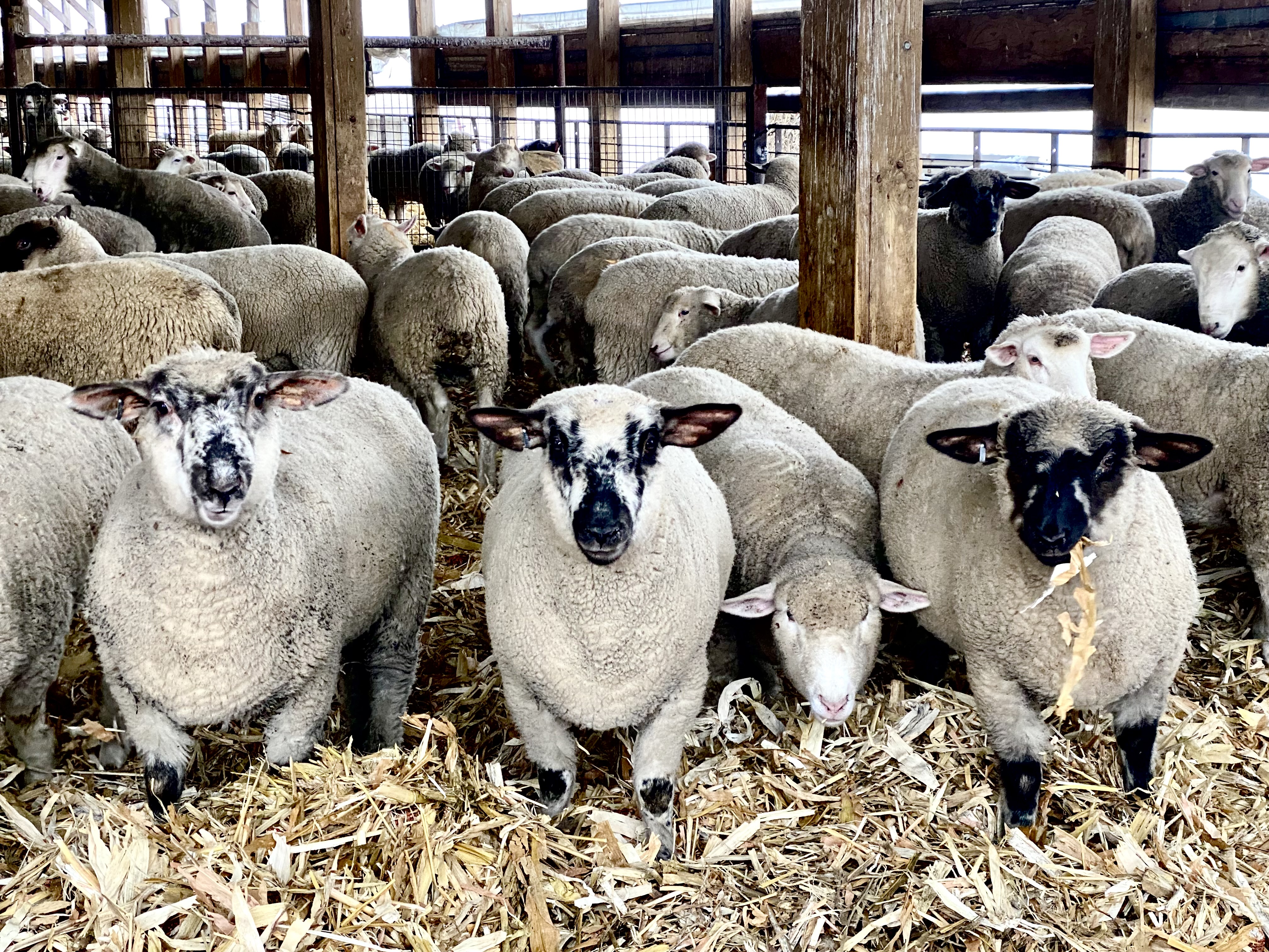 North Dakota State University Extension will welcome lamb and wool enthusiasts to Fargo, North Dakota to the social and educational event. (NDSU photo)