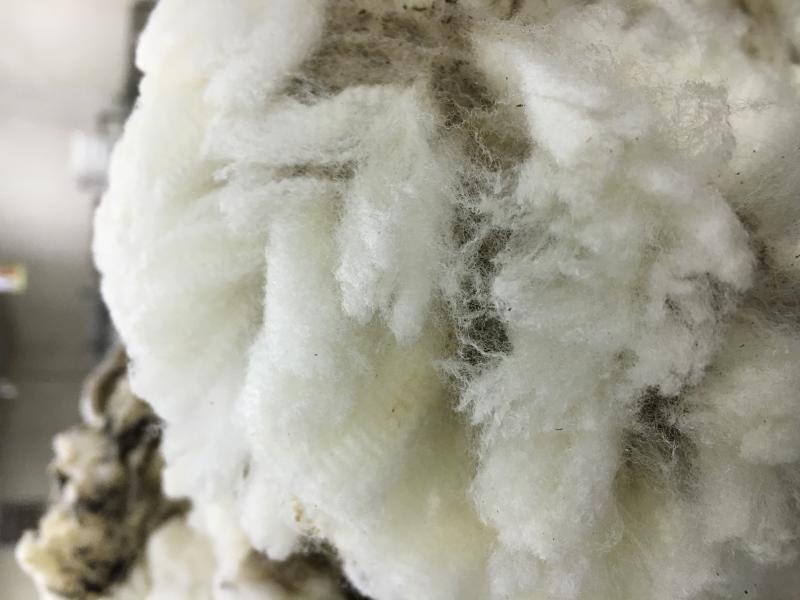 Some of the topics that will be covered during the wool classing school include hands-on wool grading, proper wool handling techniques, and wool classing, packaging, labeling and marking. (NDSU photo)