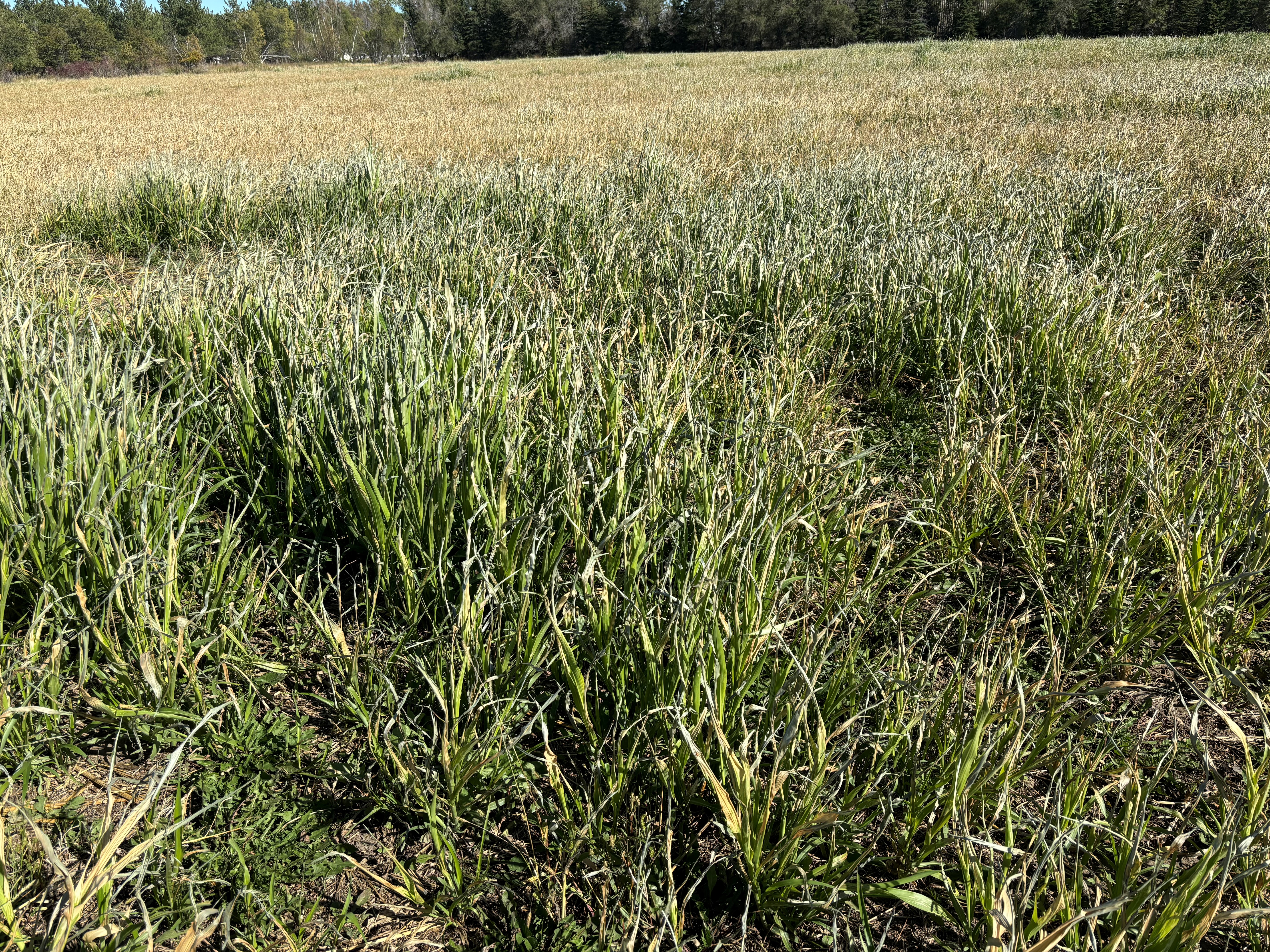 Frost-damaged sorghums may contain prussic acid, which can cause health risks for livestock. (NDSU photo)