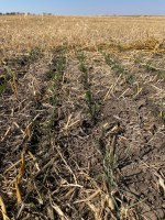 Appropriate cover crops like cereal rye, winter camelina, hairy vetch, triticale and winter wheat are winter hardy and have better chances of surviving the winter dormant in the soil and then emerging to protect the soil in the spring. (NDSU photo)
