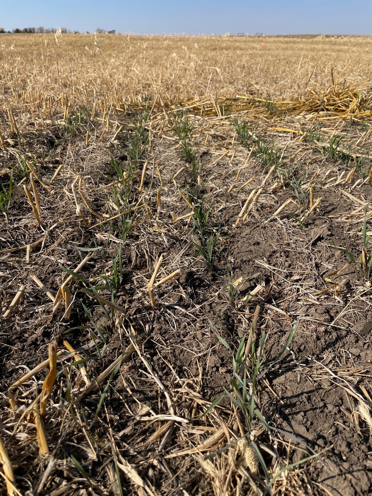 Appropriate cover crops like cereal rye, winter camelina, hairy vetch, triticale and winter wheat are winter hardy and have better chances of surviving the winter dormant in the soil and then emerging to protect the soil in the spring. (NDSU photo)