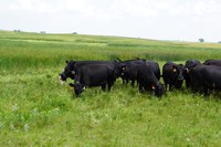 The field day will showcase beef cattle research and programs being conducted by researchers and Extension specialists. (NDSU photo)