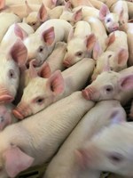 Wean-to-finish farms raise pigs from weaning for about six months until the animal reaches market weight. (NDSU photo)