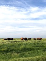 Estrous synchronization improves uniformity of the calf crop by increasing the percentage of calves born within a shorter timeframe. (NDSU photo)