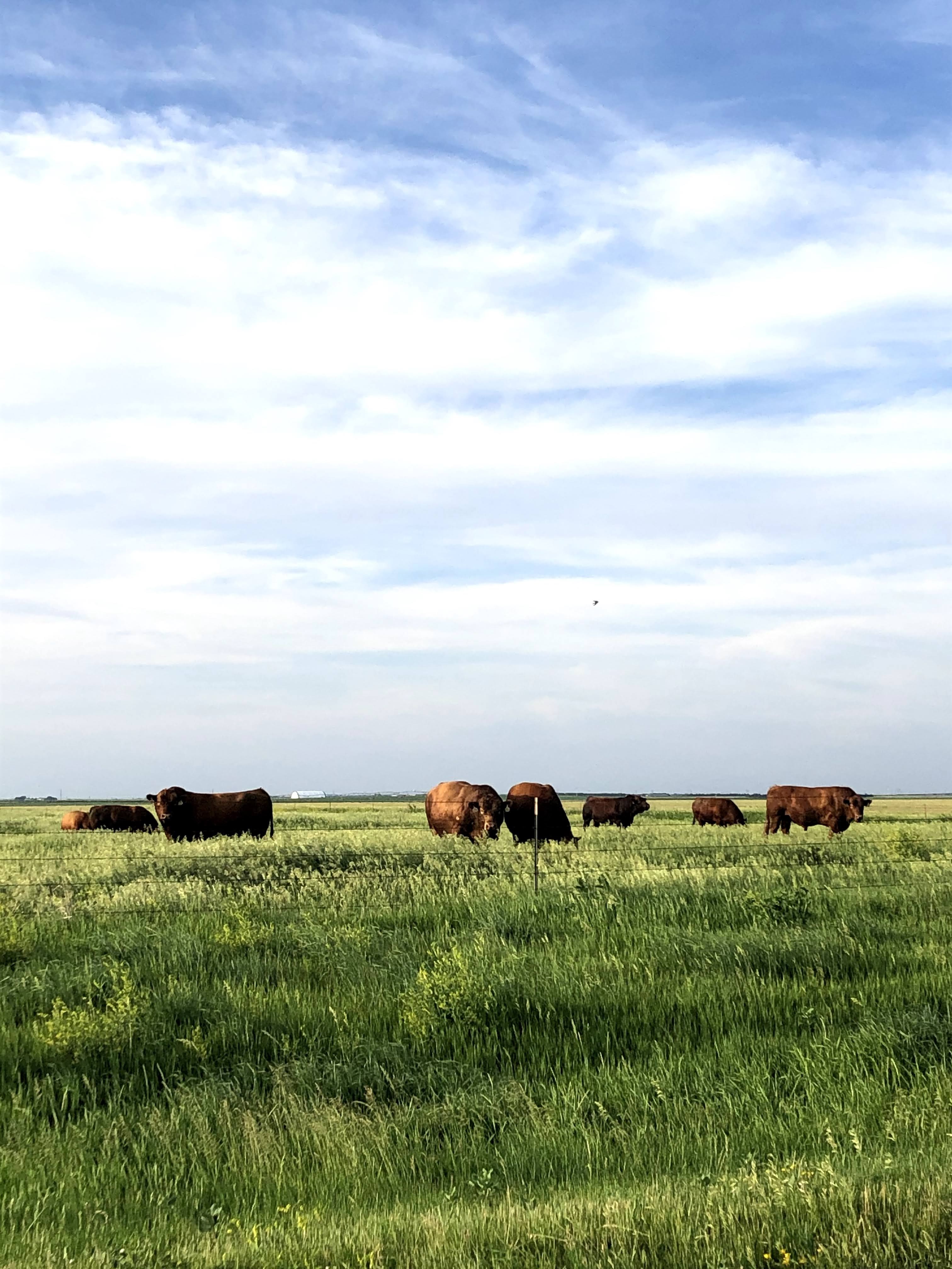 Estrous synchronization improves uniformity of the calf crop by increasing the percentage of calves born within a shorter timeframe. (NDSU photo)