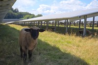 NDSU Extension and UMN Extension are hosting an agrivoltaics webinar series April through August. The May webinar features a producer panel discussing sheep solar grazing. (UMN photo)