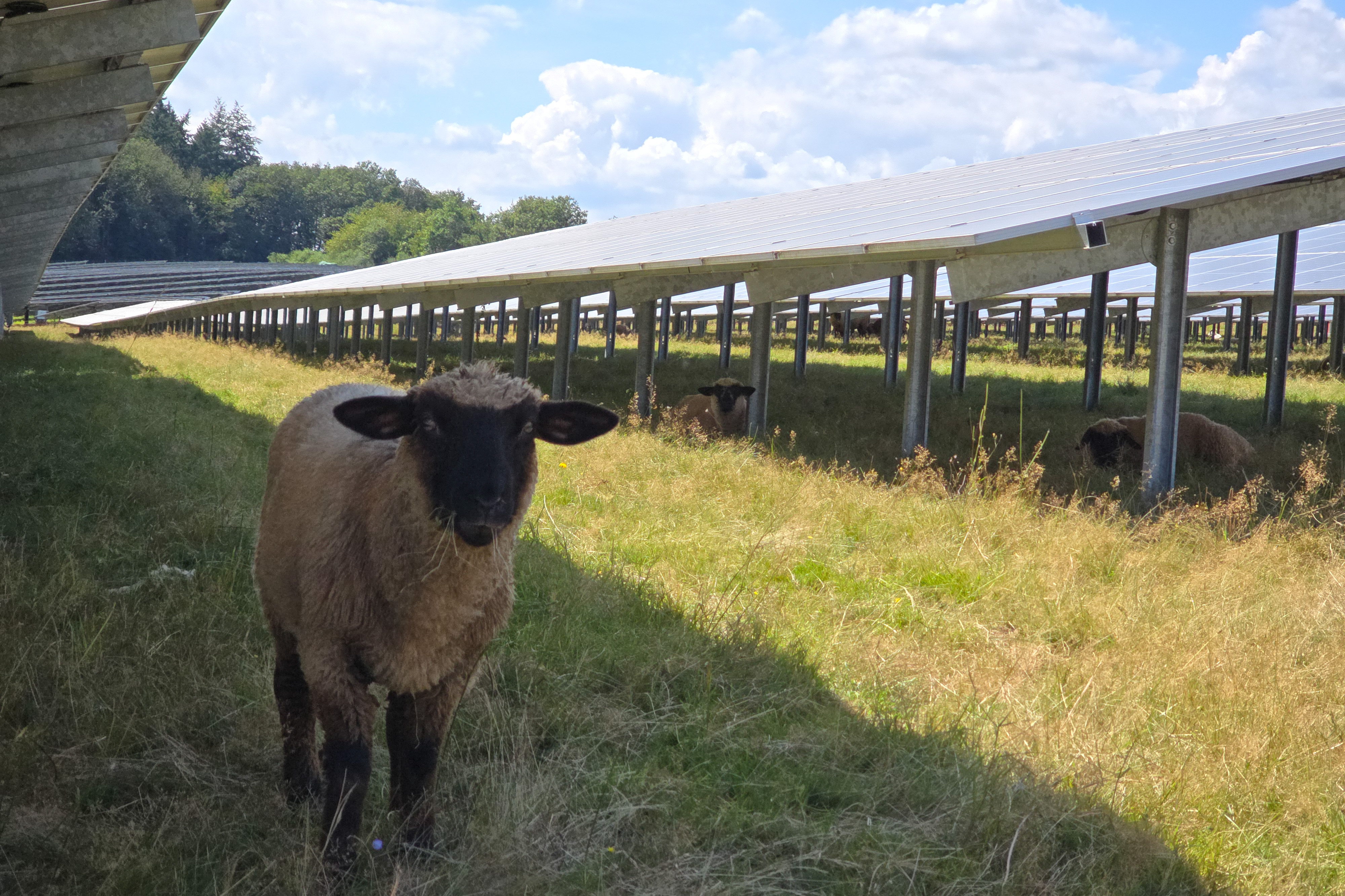 NDSU Extension and UMN Extension are hosting an agrivoltaics webinar series April through August. The May webinar features a producer panel discussing sheep solar grazing. (UMN photo)