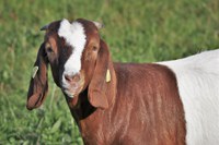 Participants will receive key insights into pre-breeding nutrition, body condition scoring, estrous synchronization, reproductive evaluation of sires and artificial insemination techniques for sheep and goats. (Pixabay photo)