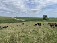 Cattle producers should contact their local veterinarian to determine the best response for their herd. (NDSU photo)