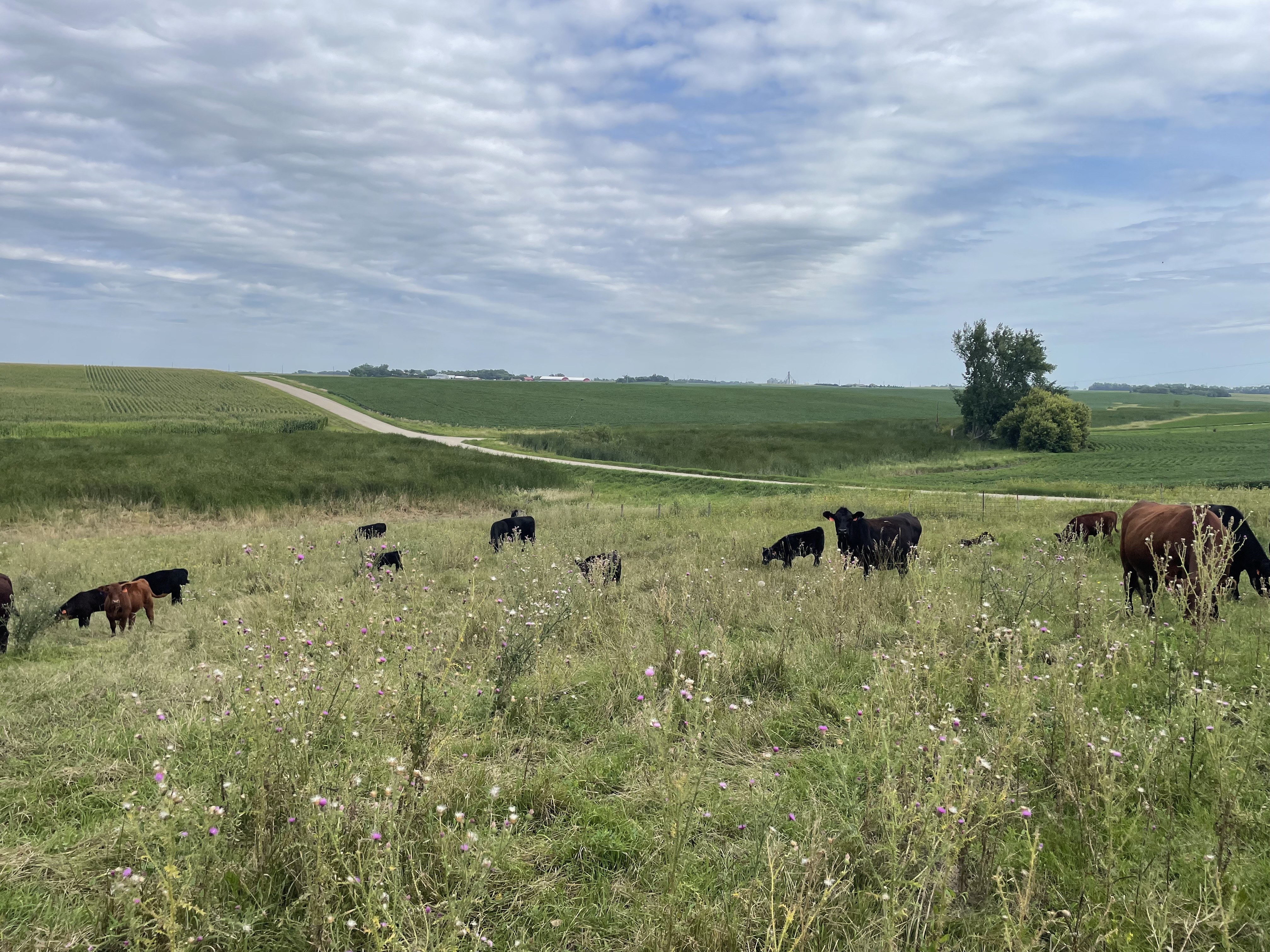 Cattle producers should contact their local veterinarian to determine the best response for their herd. (NDSU photo)