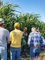 Field day participants will have the opportunity to learn about cover crops and new perennial grain crops. (NDSU photo)