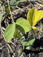 Selecting a soybean variety with IDC tolerance is an important management decision that can help producers minimize the negative impact of chlorosis on yield. (NDSU photo)