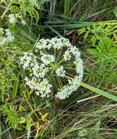 The reported locations of spotted water hemolock have been in wet and subirrigated meadows, along the edge of cattail sloughs, and adjacent roadside ditches, water drains and creek bottoms. (NDSU photo)