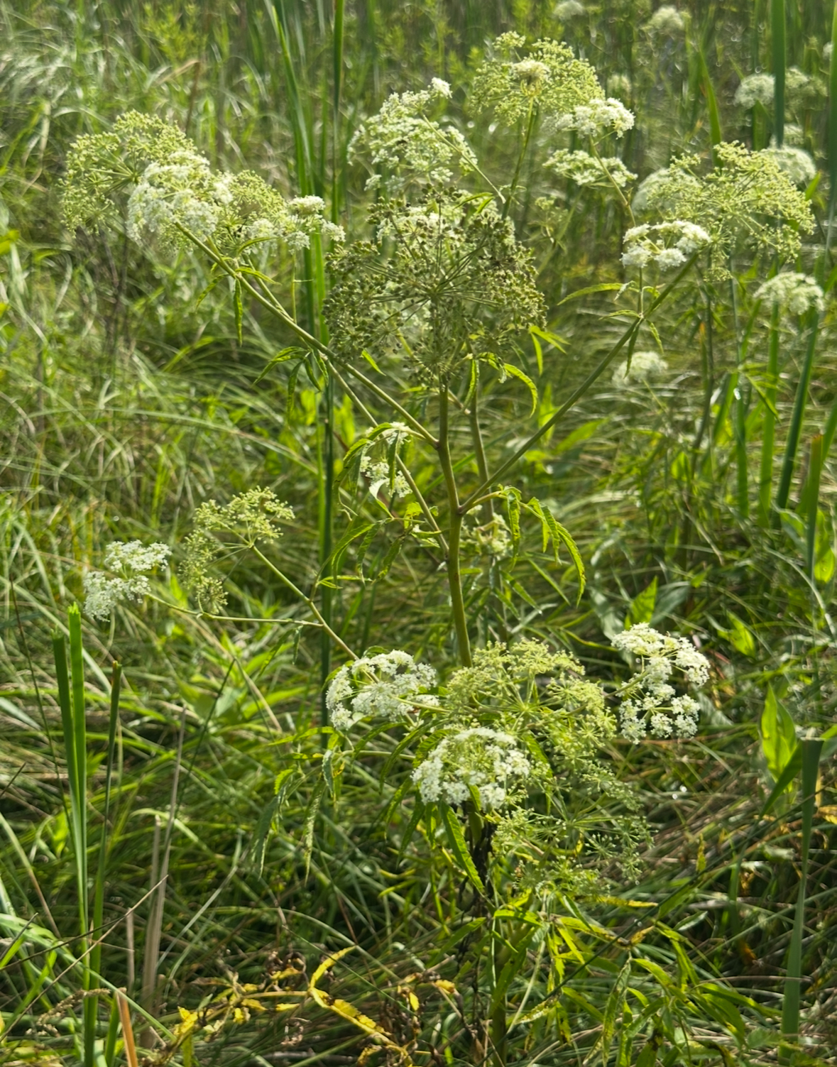 Spotted Water Hemlock Photo 2 (NDSU photo)